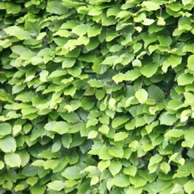 Green Beech Hedging Plants 40-60cm Fagus Sylvatica Bareroot
